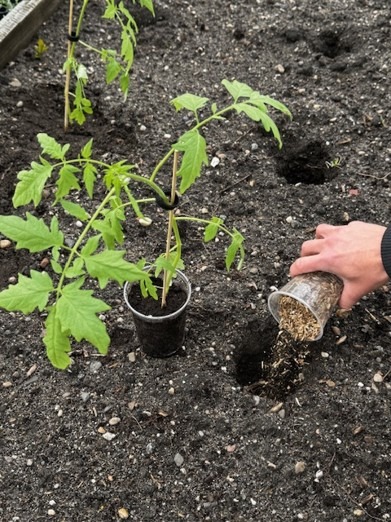 Wierzbowy Obornik - obrazek 3